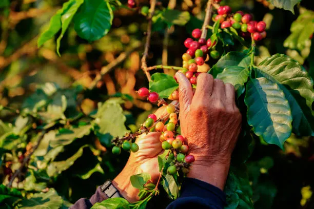 Highland Arabica